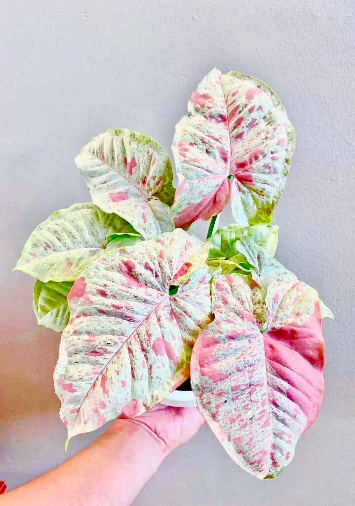 Syngonium milk confetti starter plant