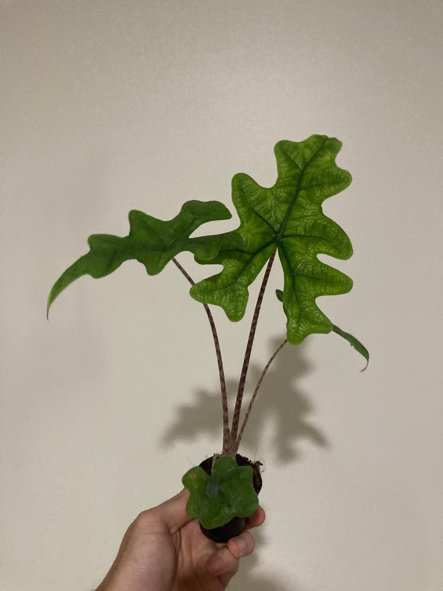 Alocasia Jacklyn starter plant