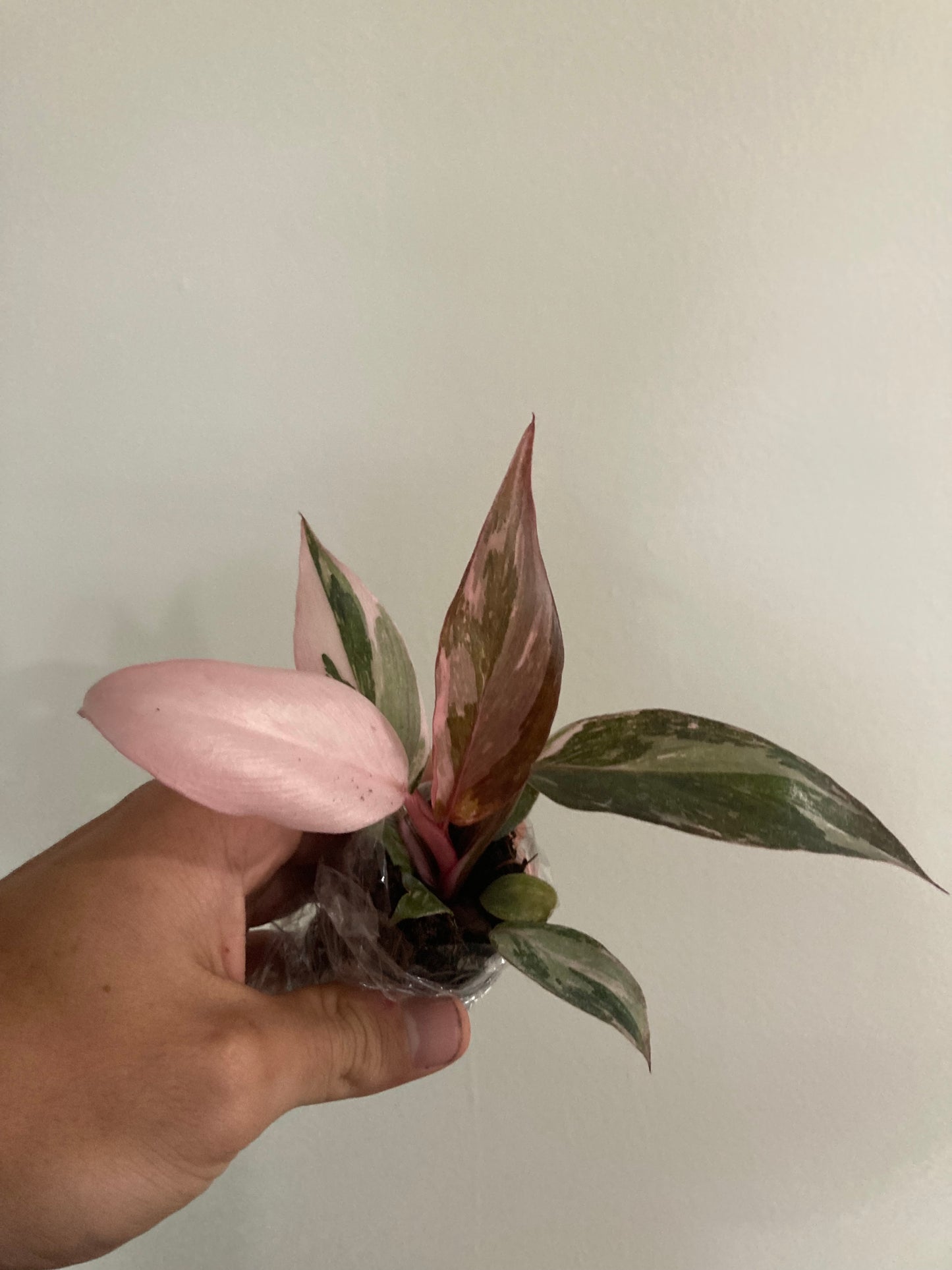 Philodendron black cherry princess starter plant