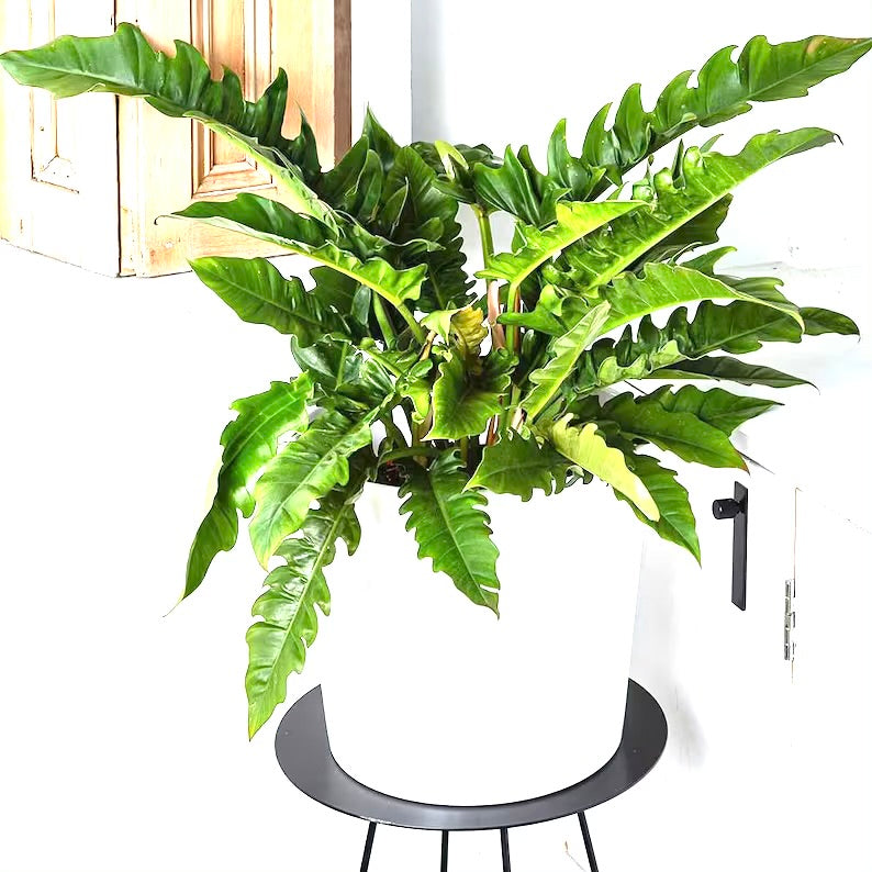 philodendron 'jungle boogie Philodendron “Jungle boogie” “Tiger tooth” or “narrow” starter plant
