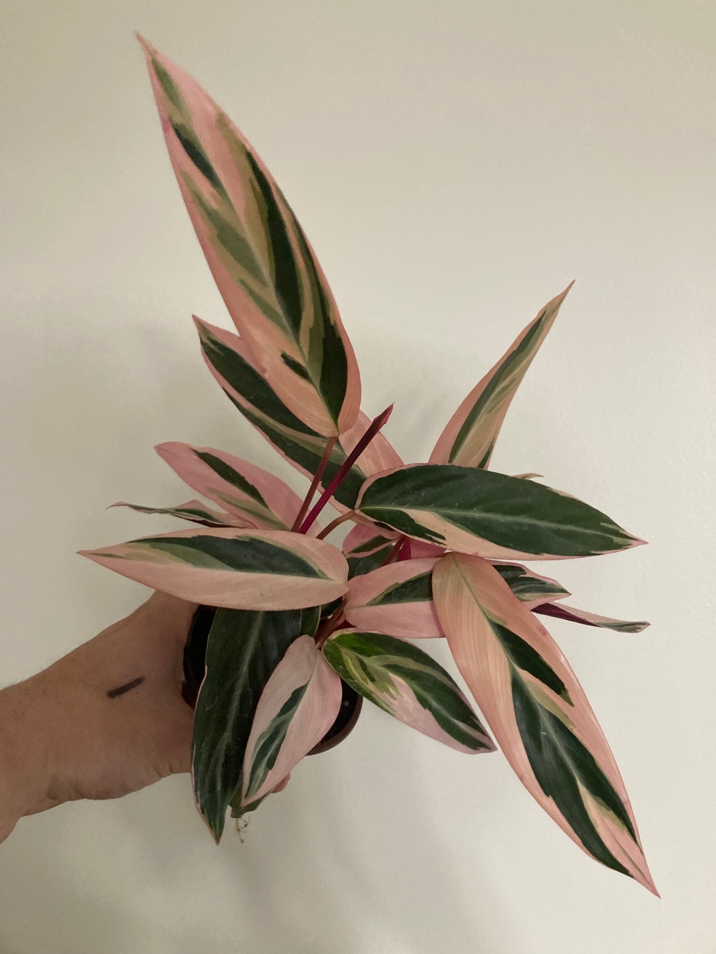 Stromanthe triostar starter plant