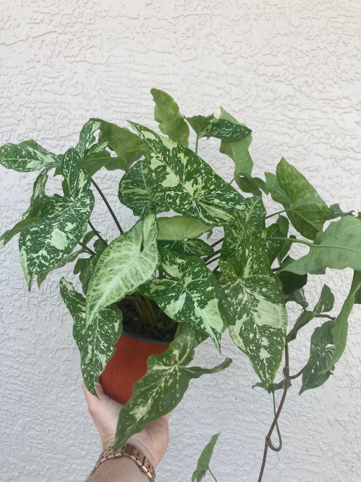 Syngonium Panda Galaxy 6” Large