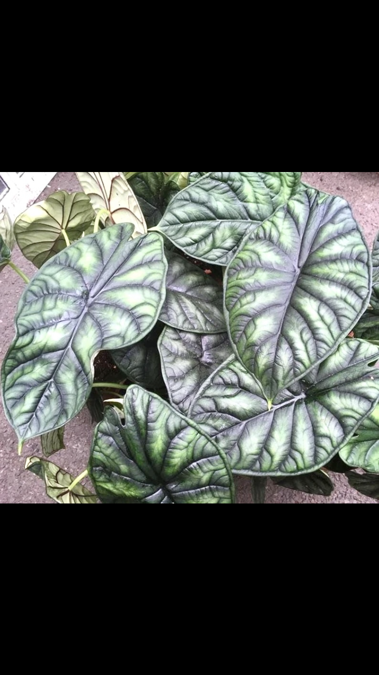Alocasia Baginda dragon scale starter plant