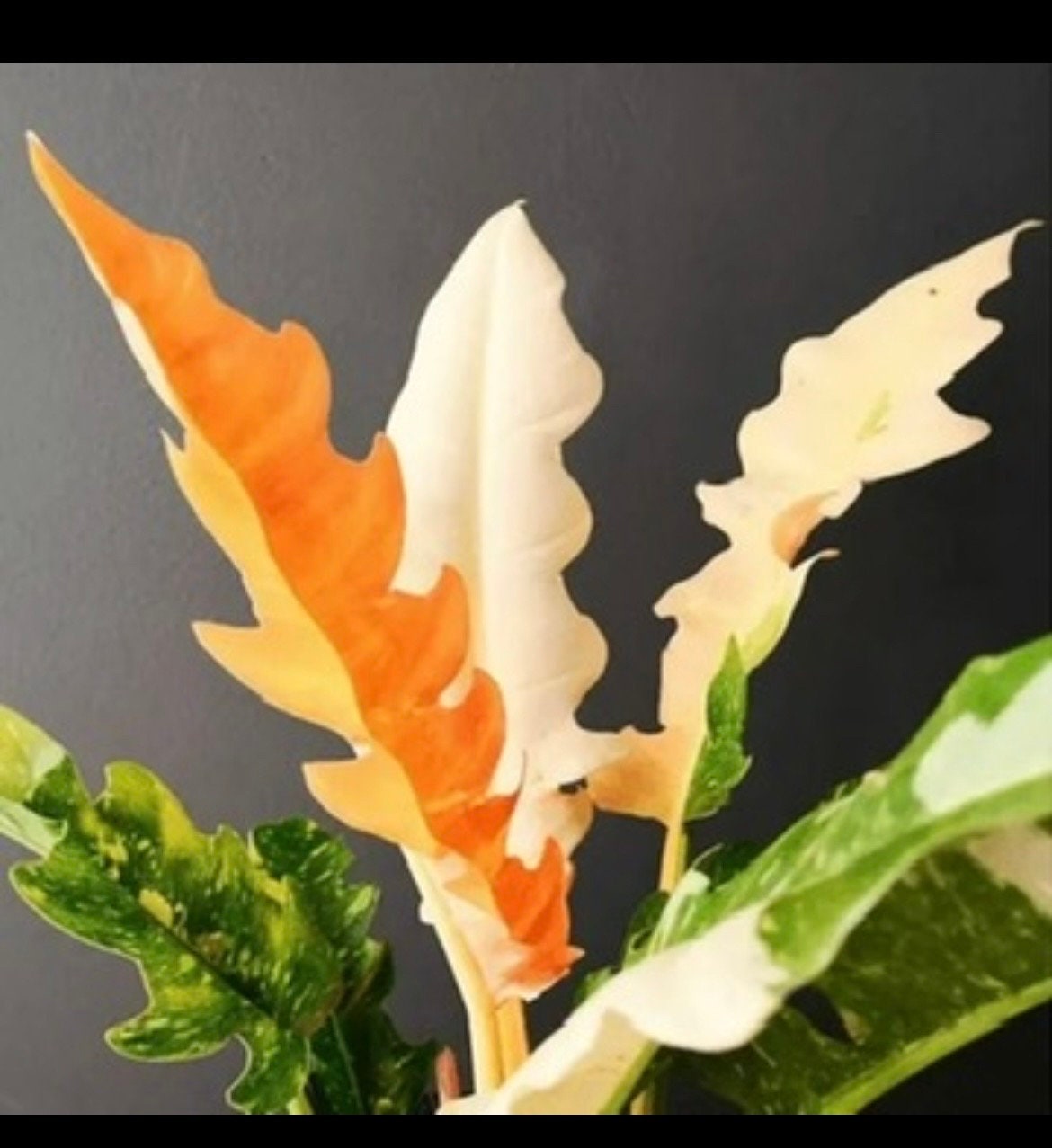 Philodendron ring of fire starter plant **(ALL plants require you to purchase ANY 2 plants!)**