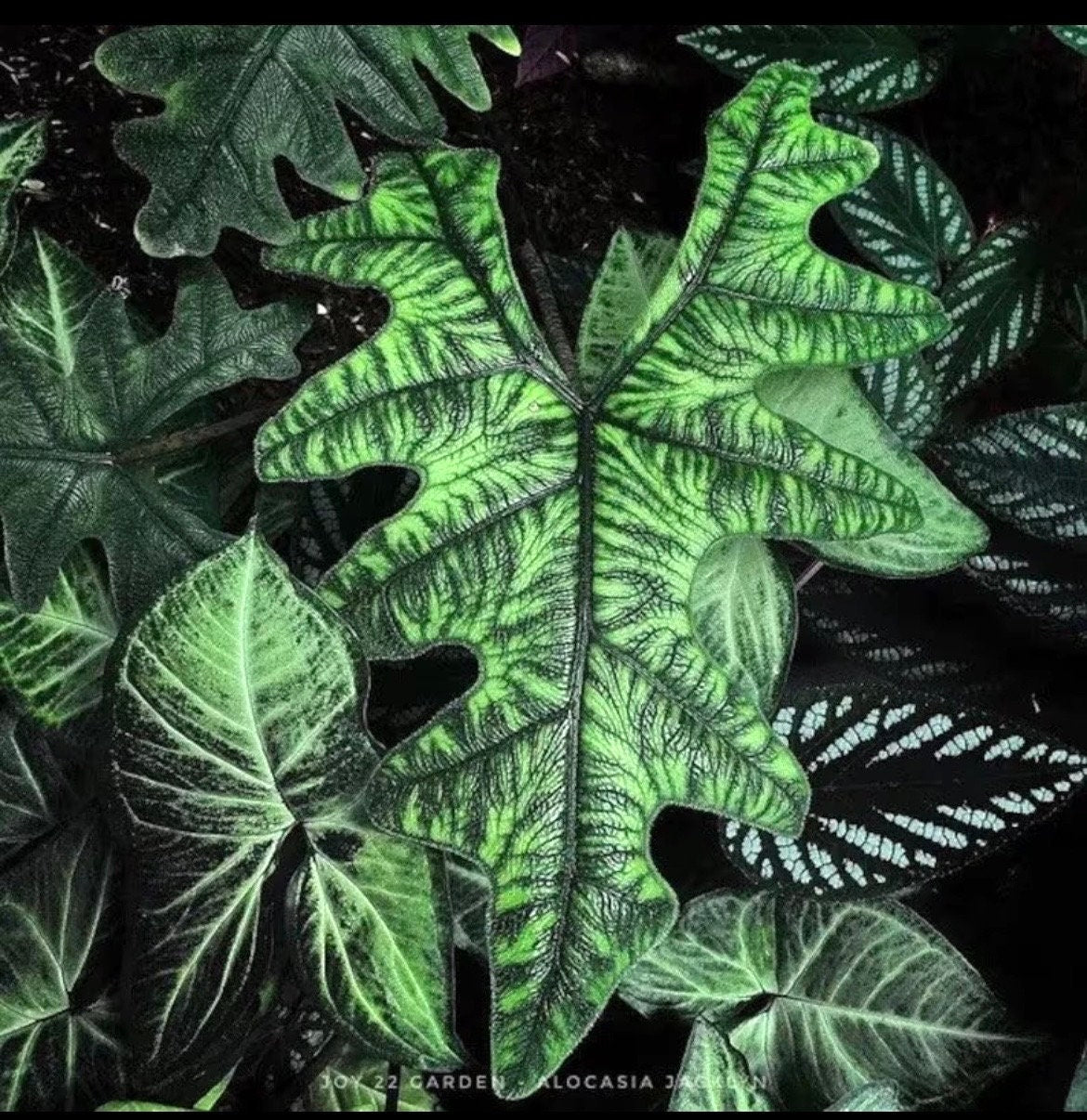 Alocasia Jacklyn starter plants (5 pack)