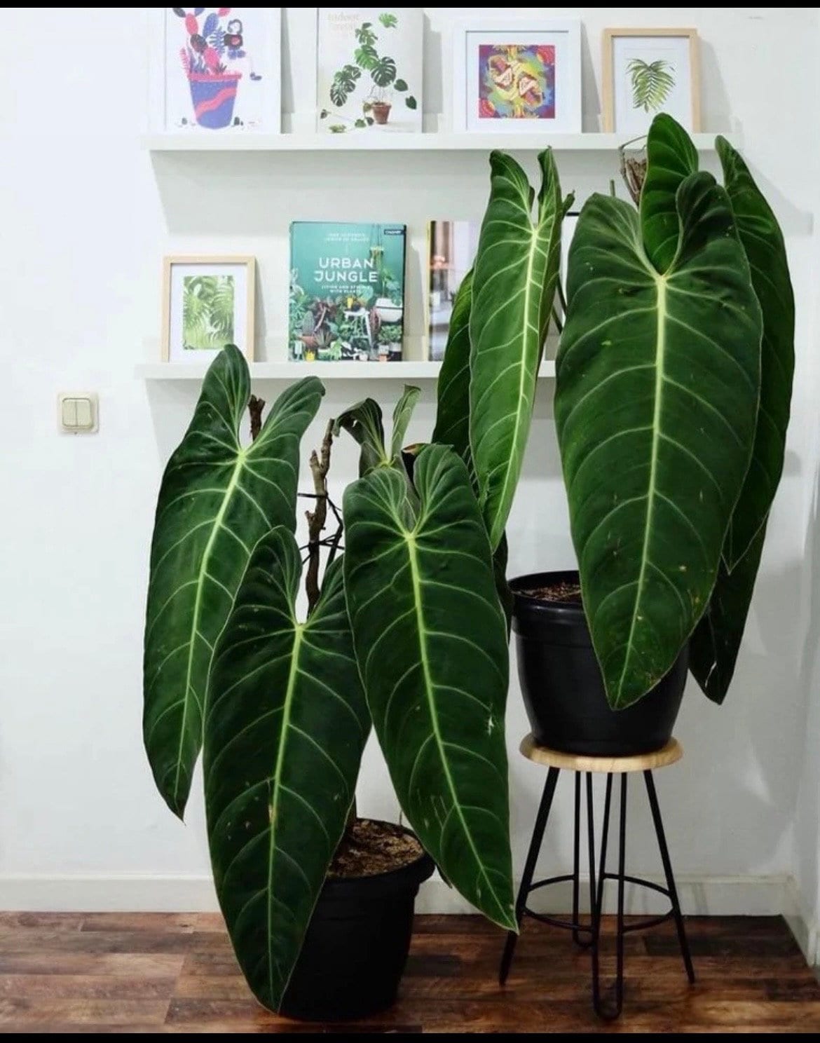 urban jungle philodendron Philodendron Melanochrysum starter plant **(ALL plants require you to – GoldenGreeneryCo