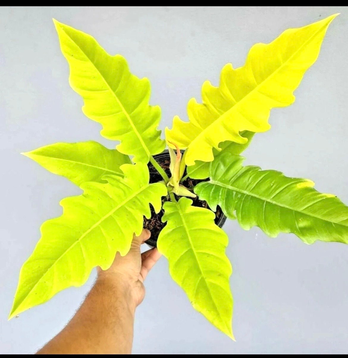 philodendron goldi Philodendron Gold Saw starter plant **(ALL plants require you to purchase ANY 2 plants!)**