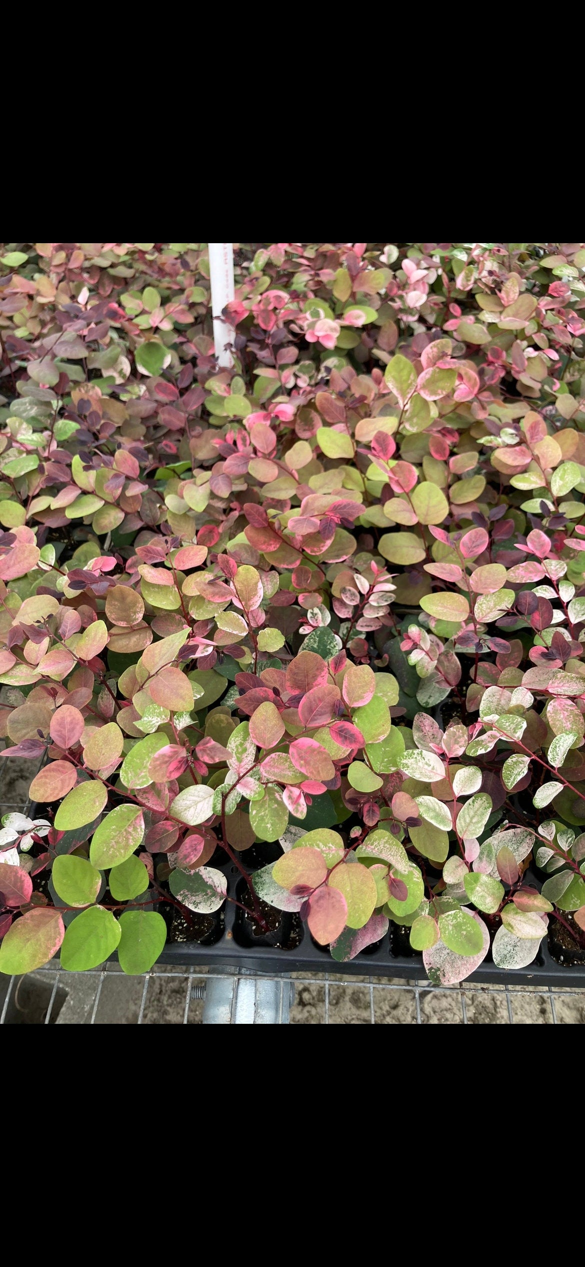 Roseopicta Breyna disticha bush starter plant **(ALL plants require you to purchase ANY 2 plants!)**