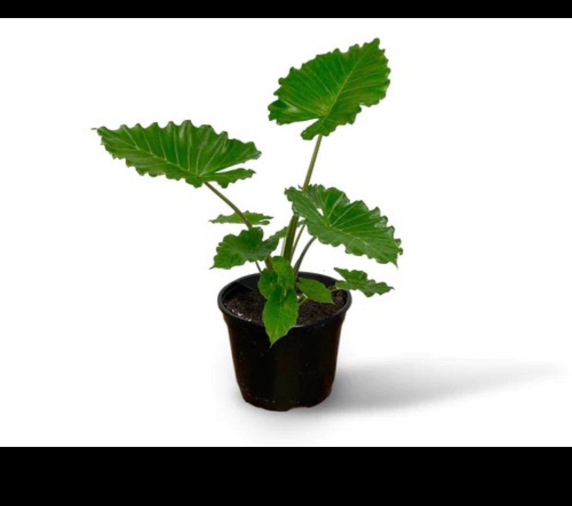 Alocasia Gagaena California starter plant **(ALL plants require you to purchase ANY 2 plants!)**