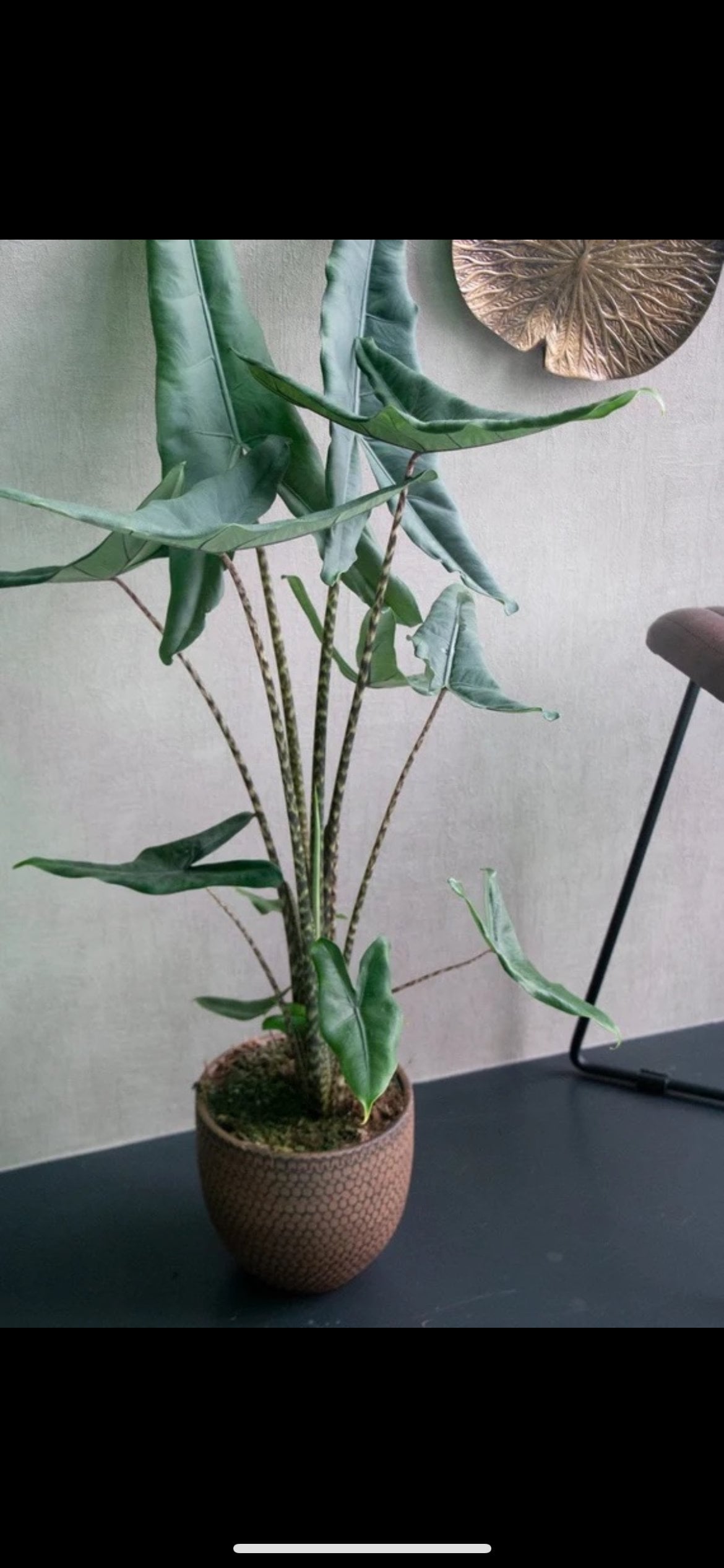 Alocasia Tigrina Superba starter plant **(ALL plants require you to purchase ANY 2 plants!)**