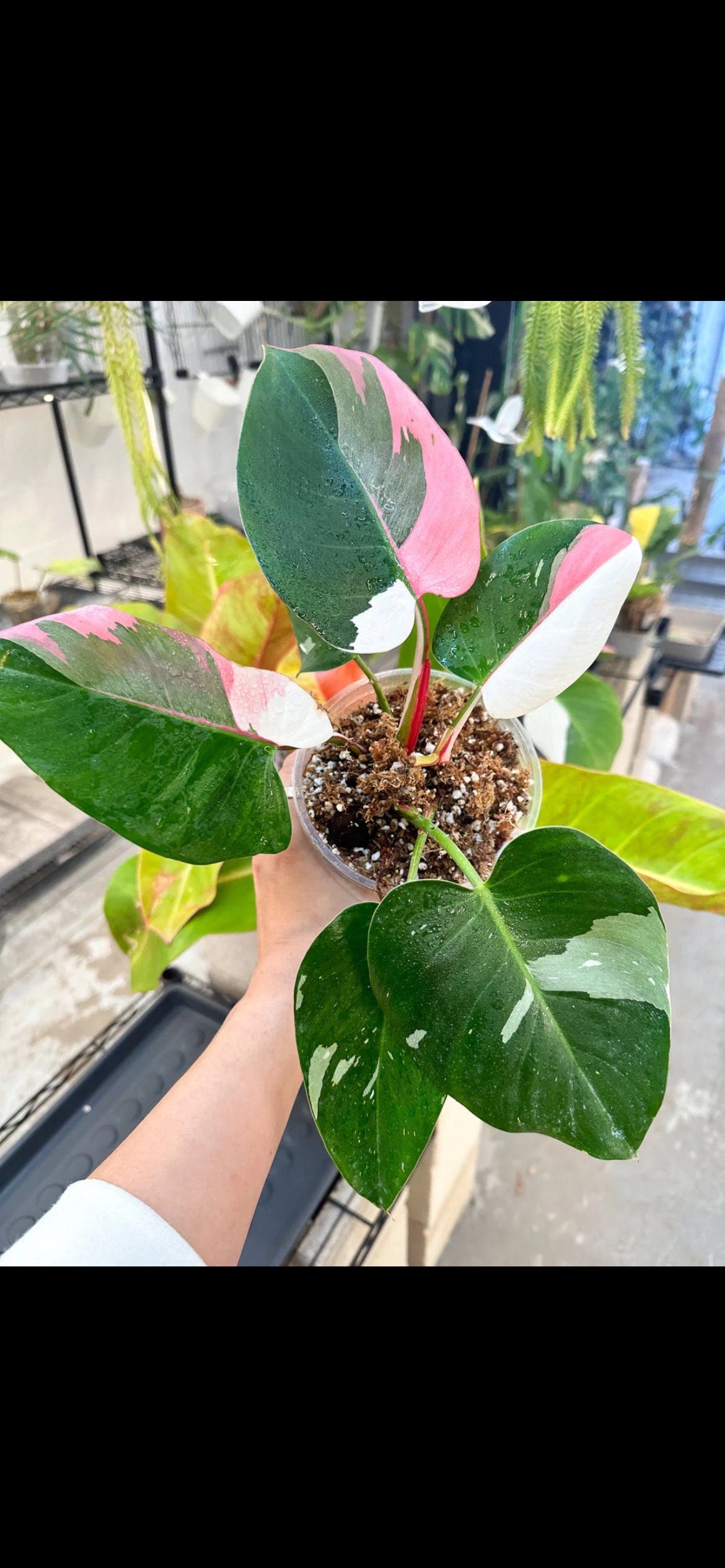 Philodendron White princess 2” plant **(ALL plants require you to purchase ANY 2 plants!)**