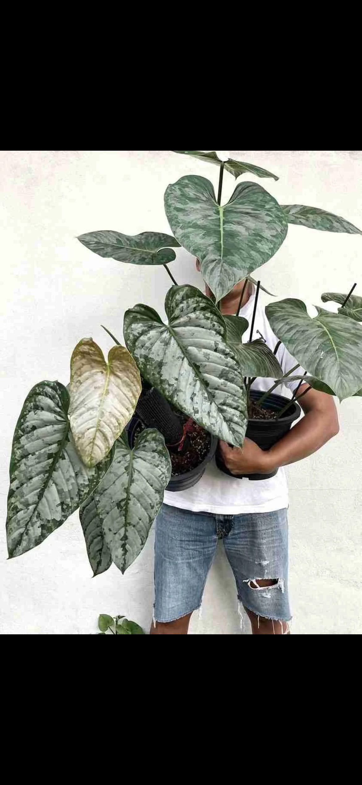 mature philodendron brandtianum Philodendron “Brandi” 4” plant **(ALL plants require you to purchase A – GoldenGreeneryCo