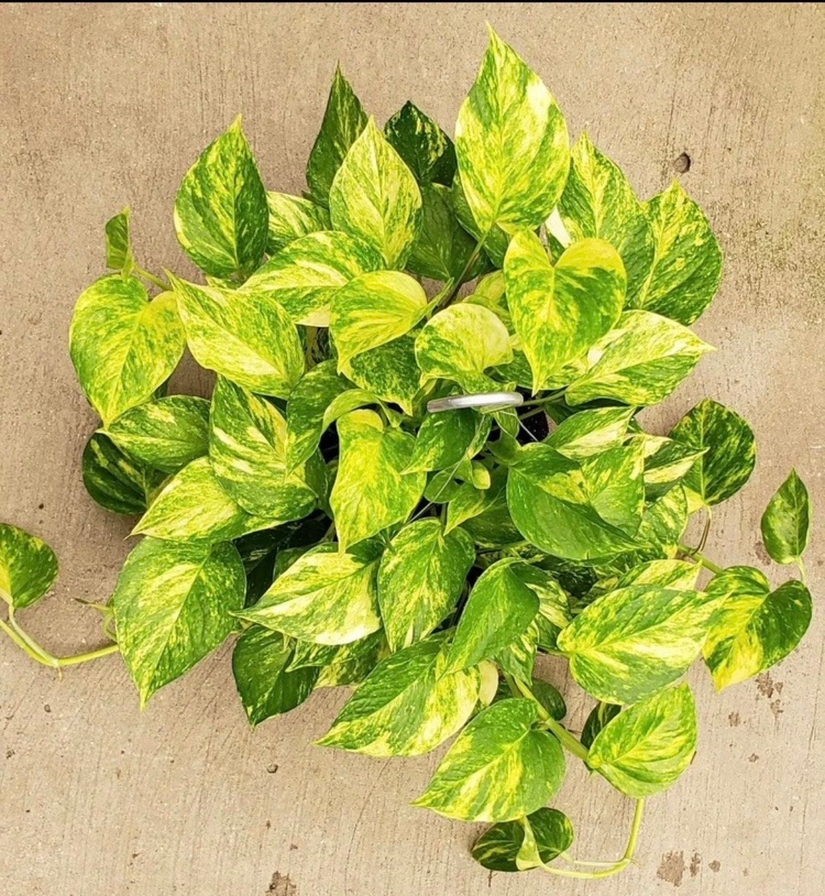where to buy pothos plant Churchill Gold Pothos starter plant **(ALL plants require you to purch – GoldenGreeneryCo