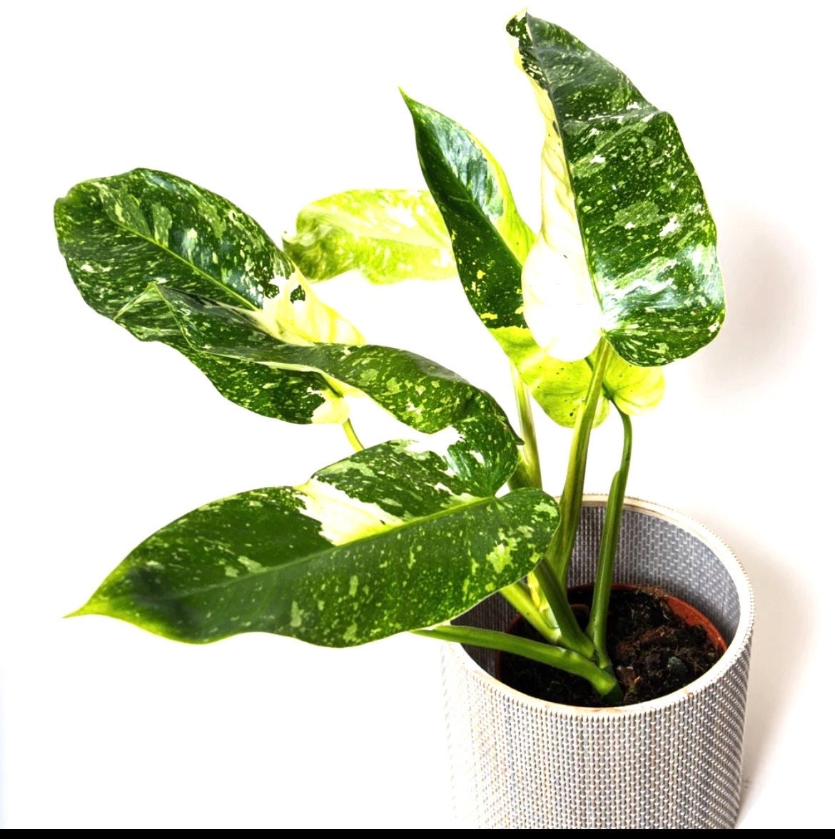 philodendron price philippines Philodendron Jose Buono starter plant **(ALL plants require you to purchase ANY 2 plants!)**