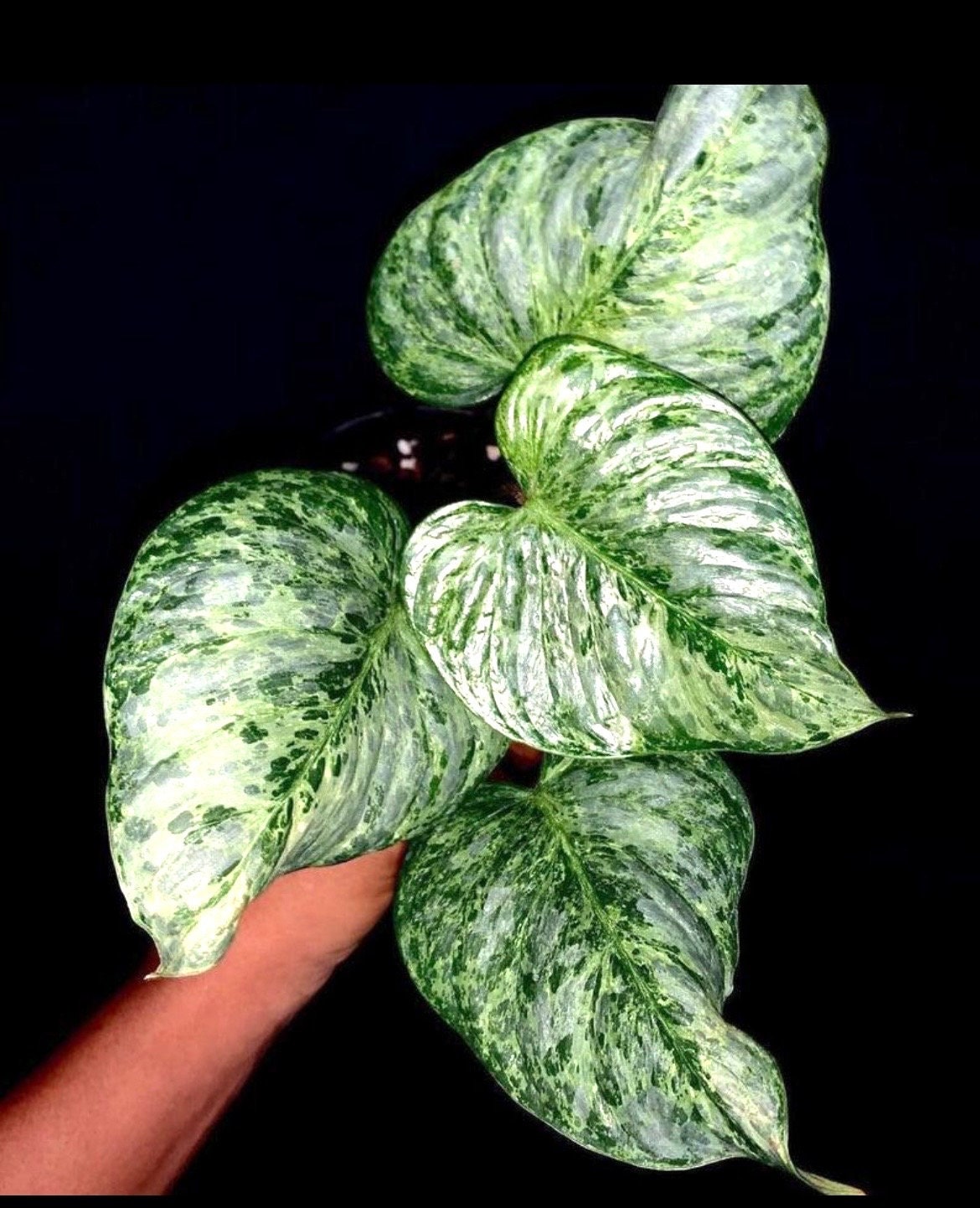 philodendron sodiroi variegated Philodendron Variegated Sodiroi starter plant **(ALL plants require you to purchase ANY 2 plants!)**