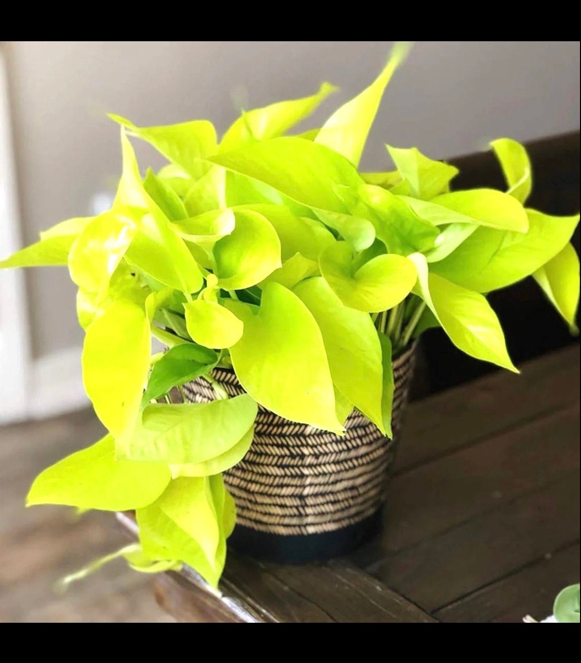 Neon Pothos starter plant **(ALL plants require you to purchase ANY 2 plants!)**