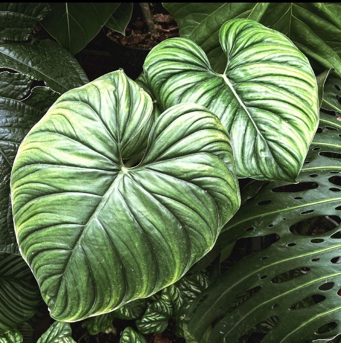 Philodendron sp. Colombia (large form) starter plant **(ALL plants require you to purchase ANY 2 plants!)**