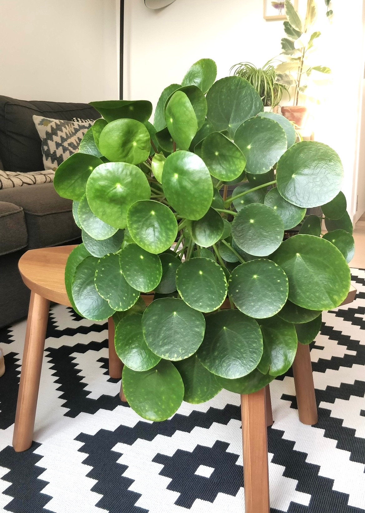 where to buy chinese money plant near me Pilea peperomioides “Chinese money” “UFO plant” 4” plant **(ALL plants – GoldenGreeneryCo