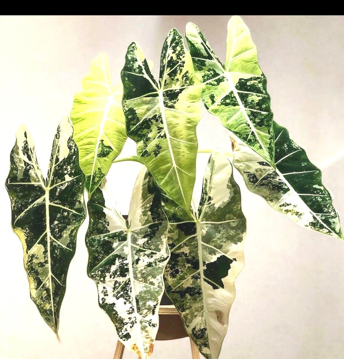 Alocasia Variegated Frydek XL starter plant **(ALL plants require you to purchase ANY 2 plants!)**