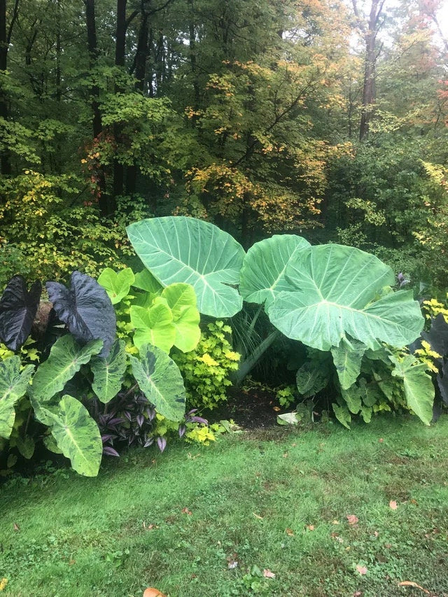thailand giant colocasia elephant ear plant Colocasia Thailand Giant starter plant **(ALL plants require you to pu – GoldenGreeneryCo