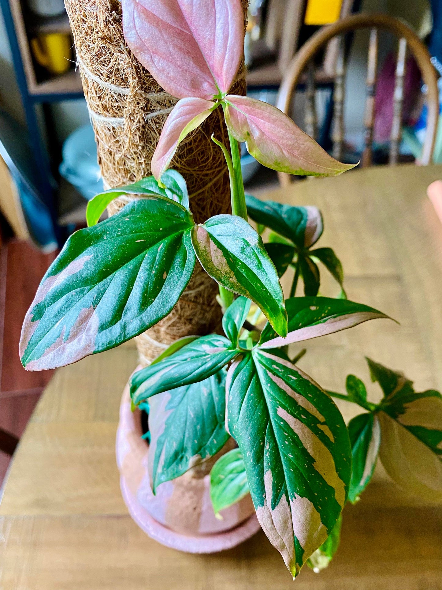 Syngonium pink splash (Thailand form) starter plant **(ALL plants require you to purchase ANY 2 plants!)**