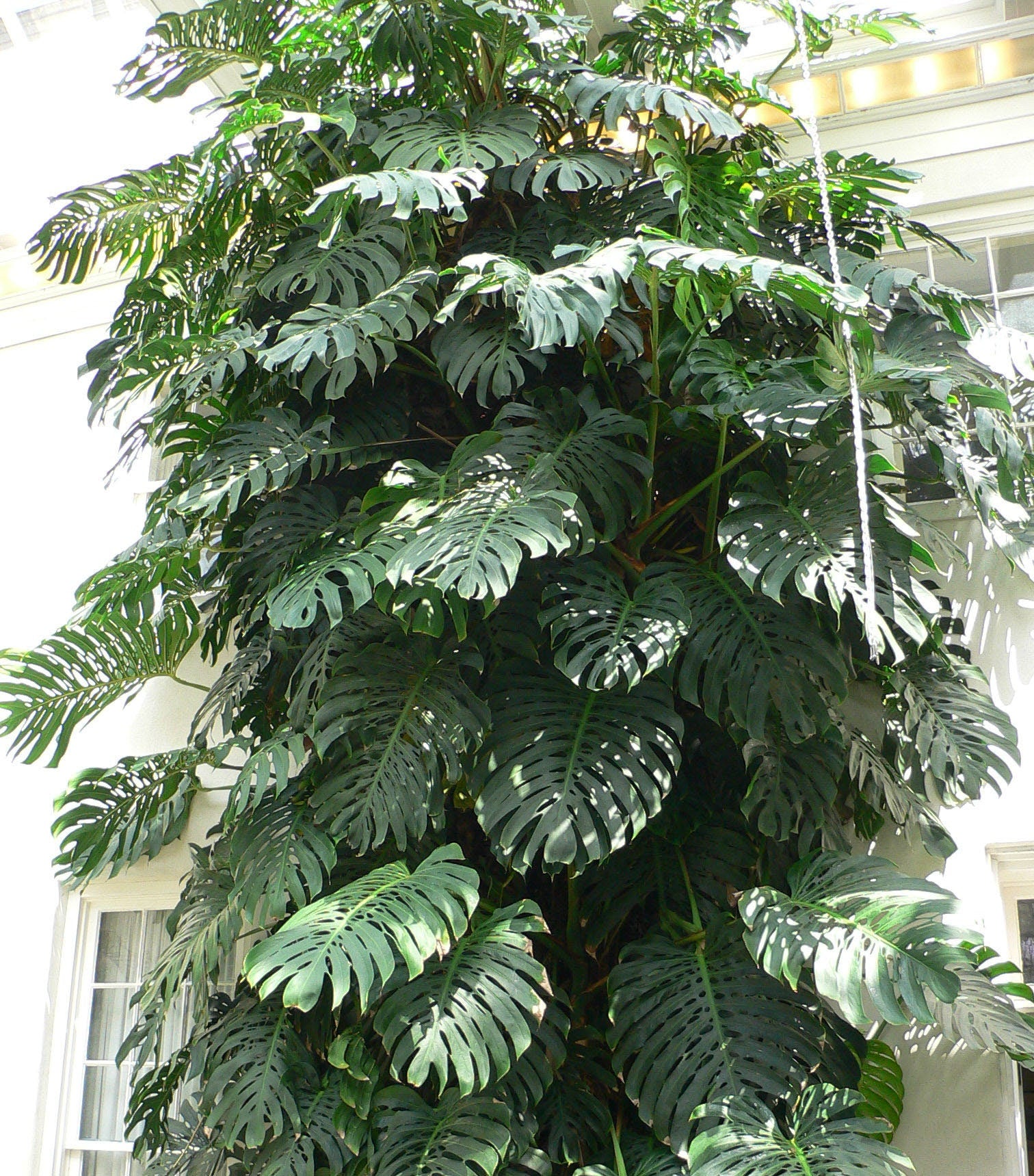 swiss cheese plant Monstera Deliciosa (large Swiss cheese) starter plant **(ALL plants re – GoldenGreeneryCo