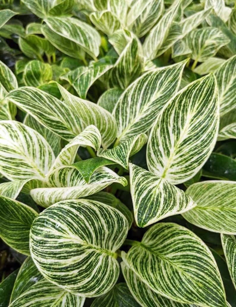 Philodendron Birkin 2” plant **(ALL plants require you to purchase ANY 2 plants!)**