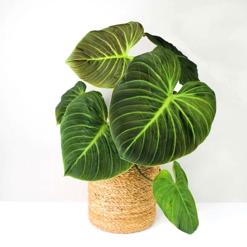 philodendron chocolate Philodendron el choco red starter plant **(ALL plants require you to p – GoldenGreeneryCo