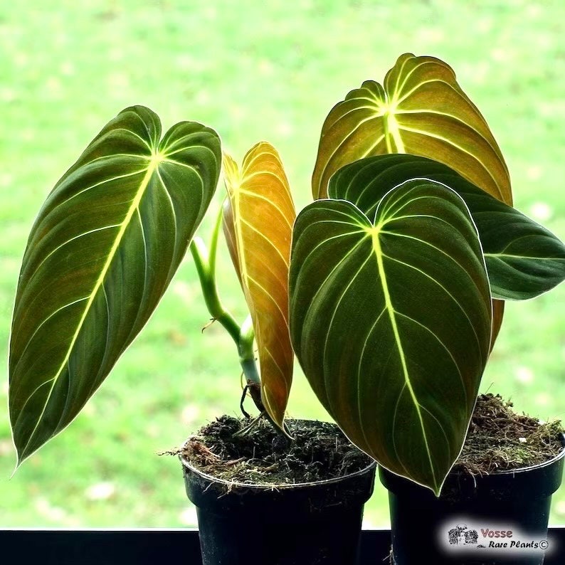 paper gold black philodendron for sale Philodendron Black Gold starter plant **(ALL plants require you to purchase ANY 2 plants!)**