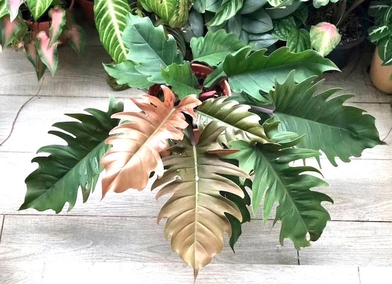 philodendron precio Philodendron Pluto Choco Empress starter plant **(ALL plants require you to purchase ANY 2 plants!)**