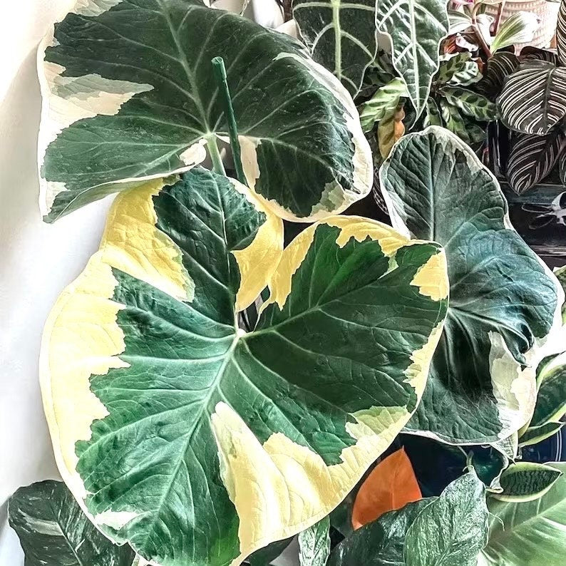 Alocasia Mickey Mouse Xanthosoma starter plant **(ALL plants require you to purchase ANY 2 plants!)**