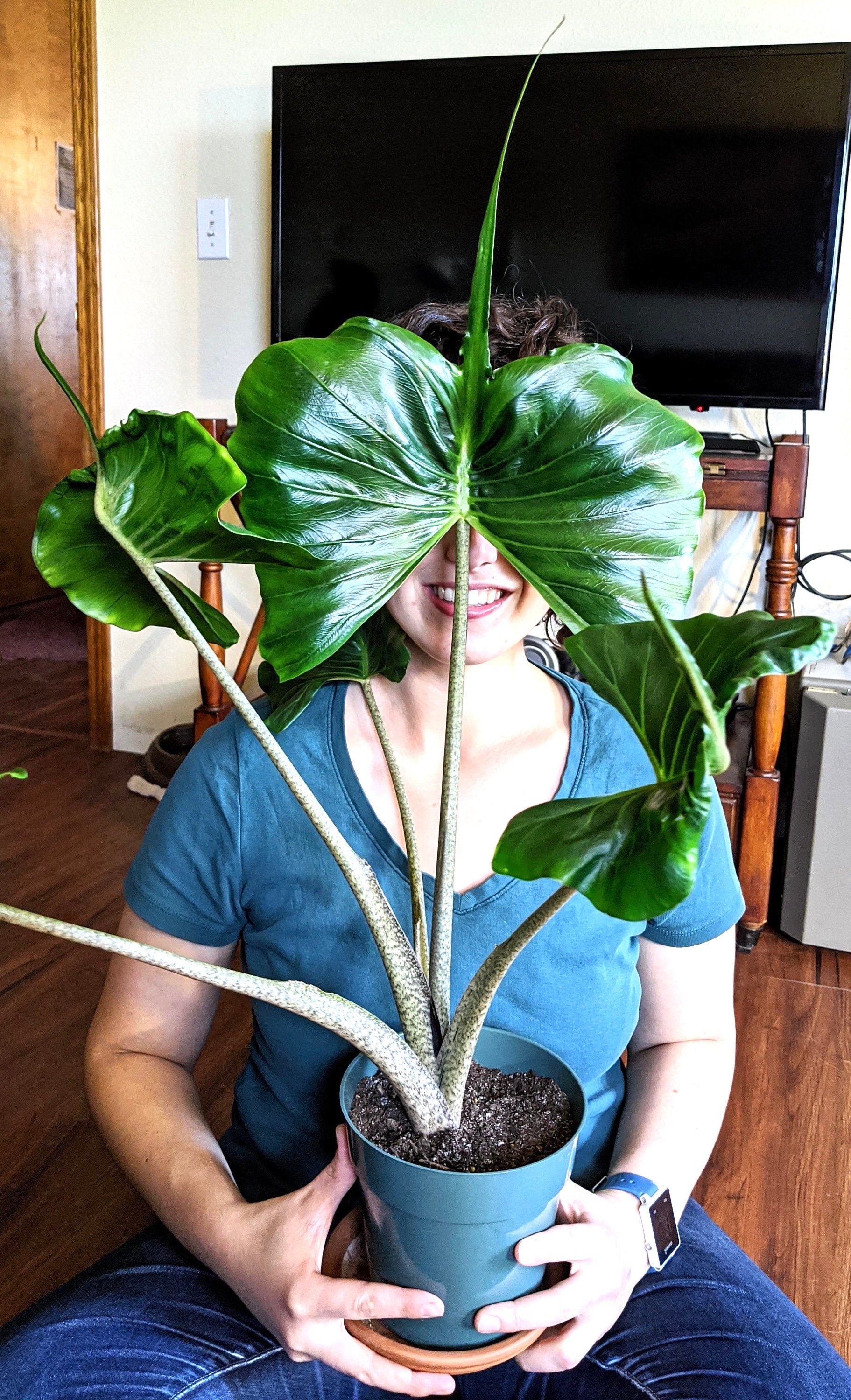elephant ear plants sting ray Alocasia Stingray elephant ear XL starter plant **(ALL plants require you to purchase ANY 2 plants!)**