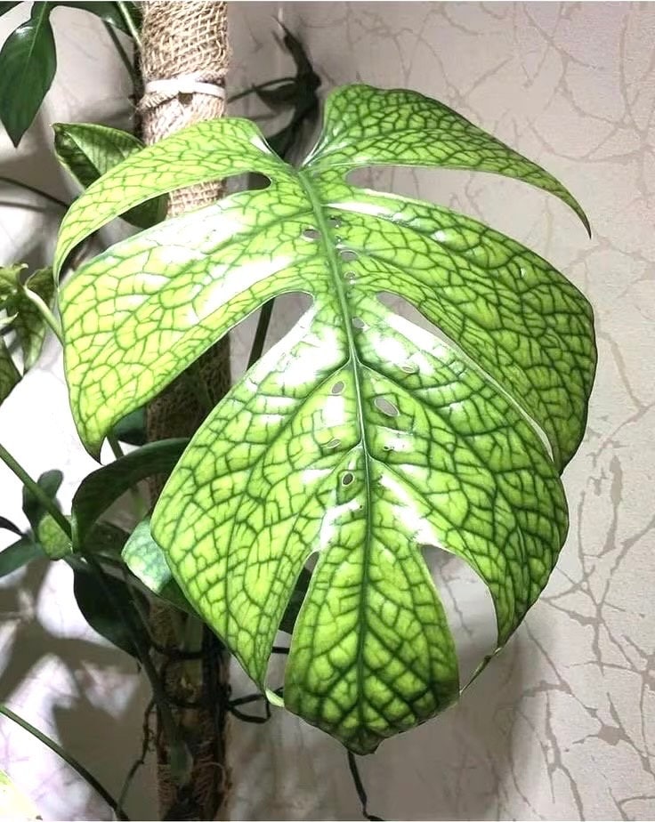 Spiderman monstera amydrium starter plant **(ALL plants require you to purchase ANY 2 plants!)**