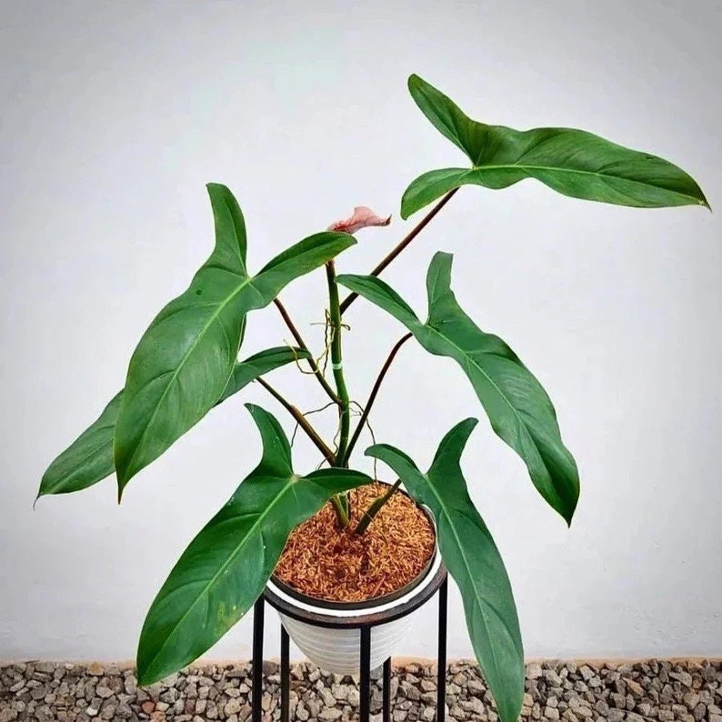 all philodendron Philodendron Mexicanum starter plant **(ALL plants require you to purchase ANY 2 plants!)**