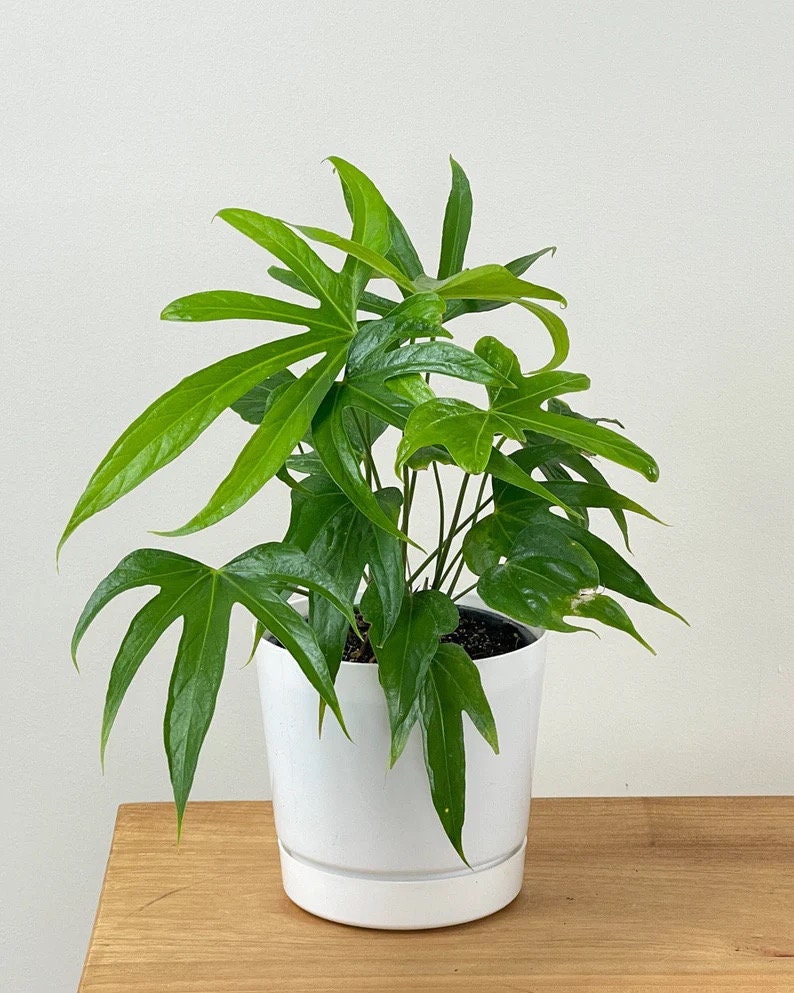 anthurium pedato radiatum care Anthurium Pedato radiatum “Fingers” starter plant **(ALL plants require you to purchase ANY 2 plants!)**