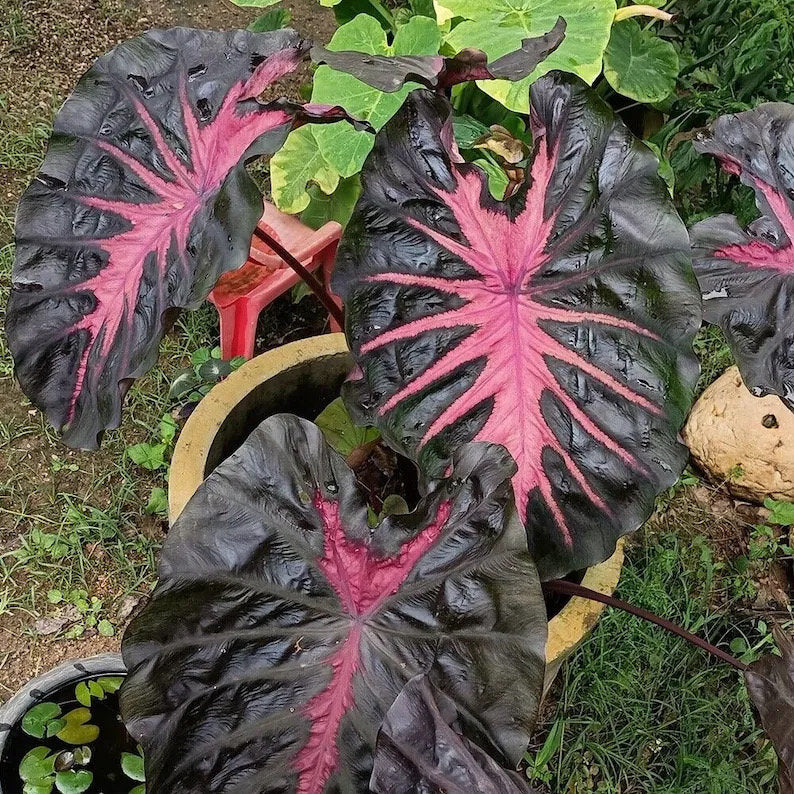 colocasia house plants Colocasia Redemption starter plant **(ALL plants require you to purcha – GoldenGreeneryCo