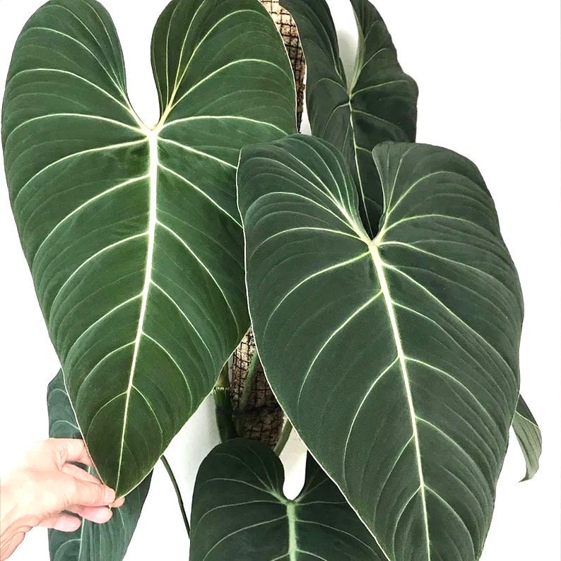 philodendron glorio Philodendron Glorious starter plant **(ALL plants require you to purchase ANY 2 plants!)**