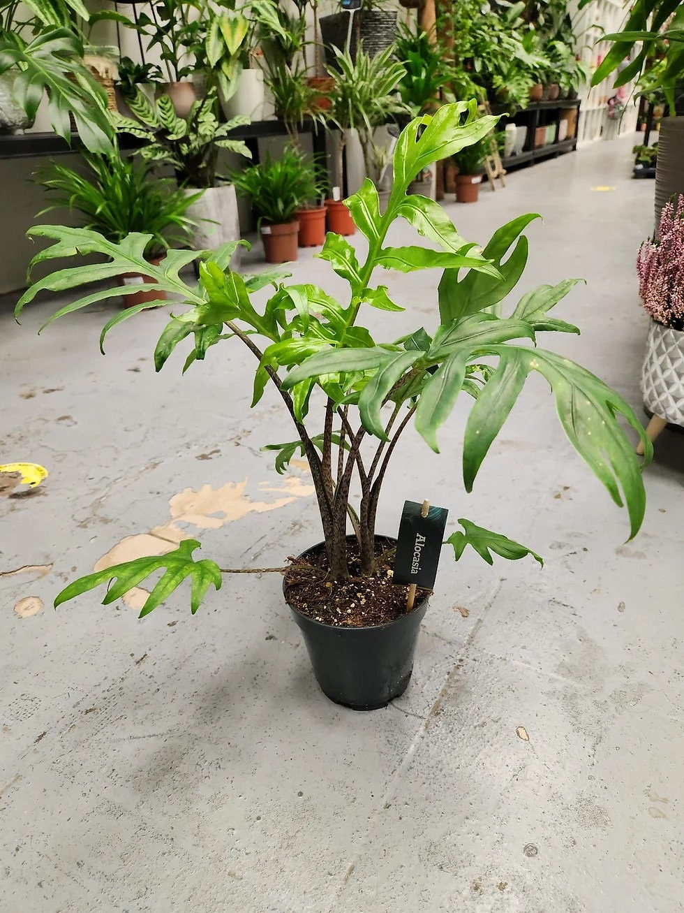 Alocasia Pink Passion starter plant **(ALL plants require you to purchase ANY 2 plants!)**