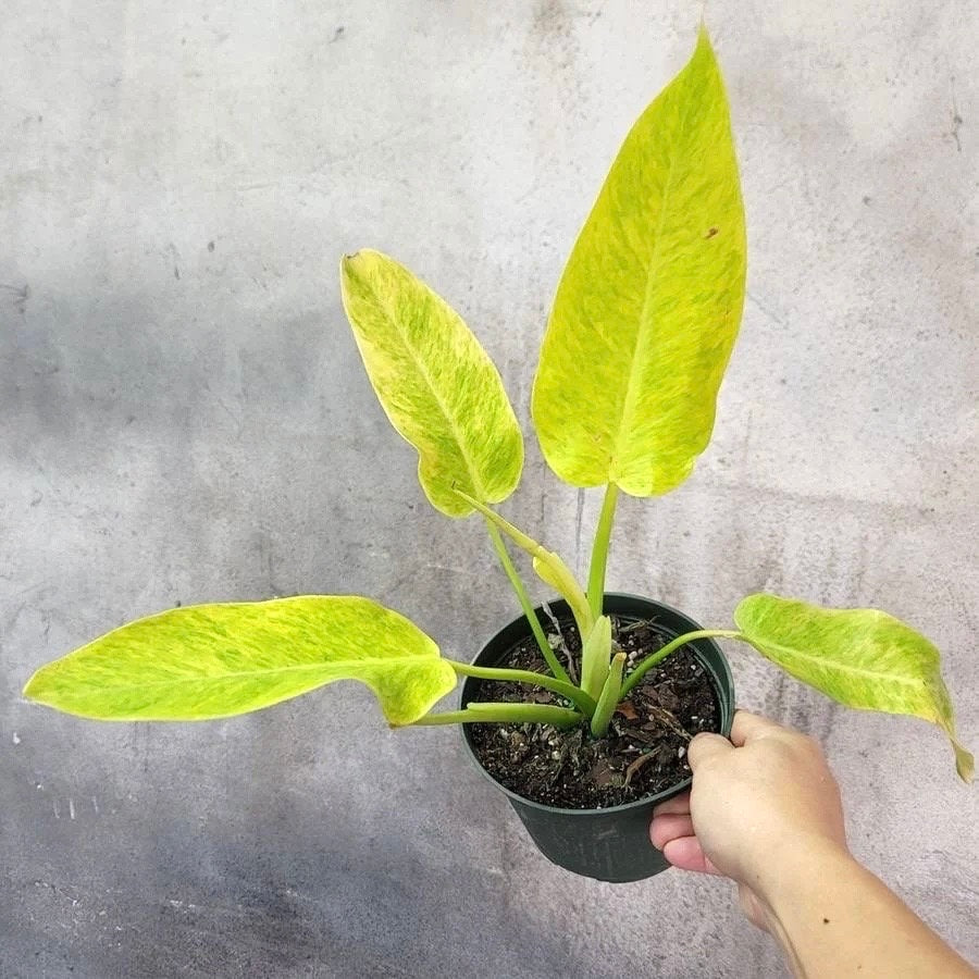 Philodendron Calkins gold starter plant **(ALL plants require you to purchase ANY 2 plants!)**