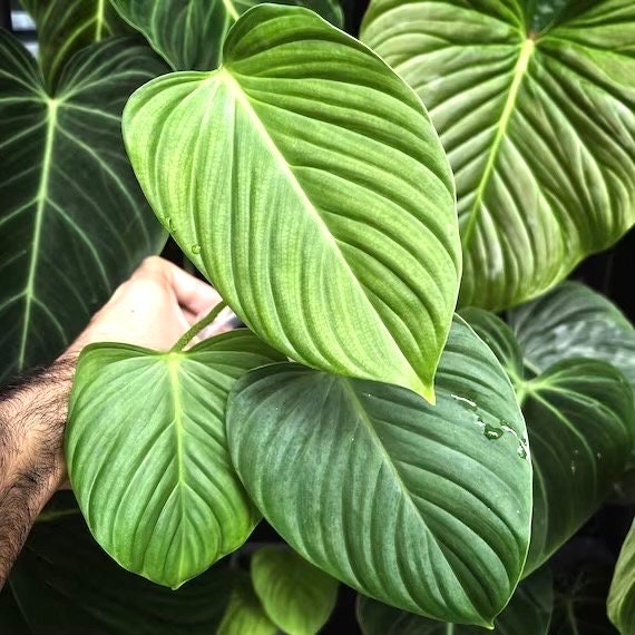 philodendron fuzzy petiole mature size Philodendron Fuzzy Petiole starter plant **(ALL plants require you to purchase ANY 2 plants!)**