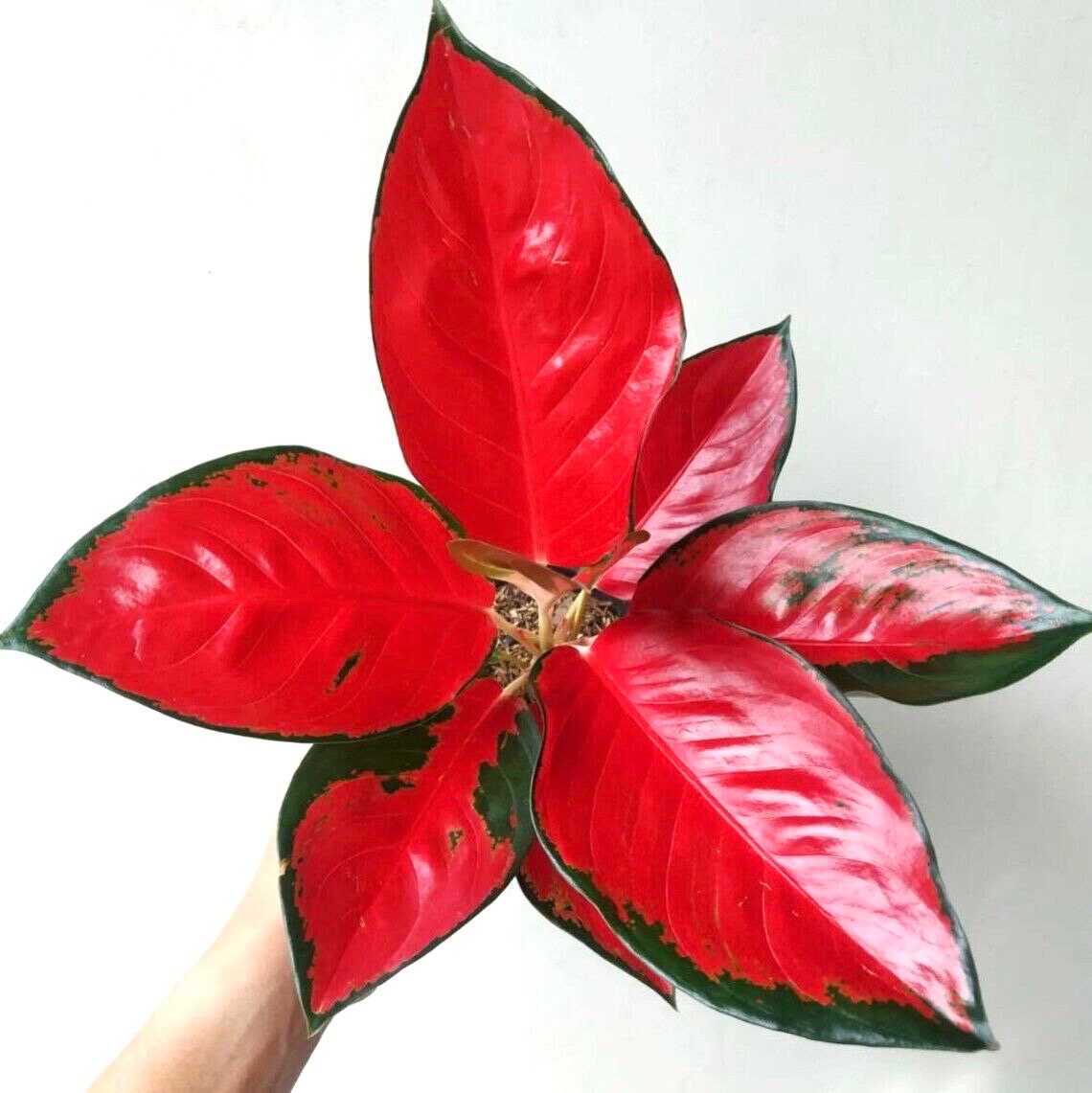 Aglaonema Suksom Thailand “Rare” plant **(ALL plants require you to purchase ANY 2 plants!)**