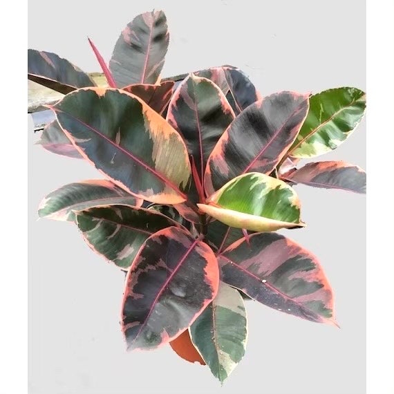 belize rubber tree Ficus Tineke “Belize” rubber tree starter plant **(ALL plants require you to purchase ANY 2 plants!)**