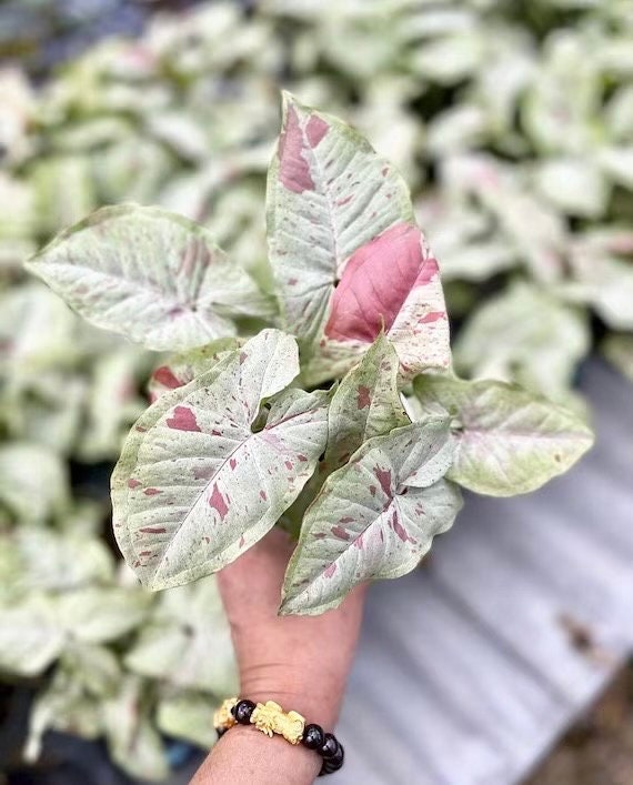 Syngonium Milk Confetti 4” plant **(ALL plants require you to purchase ANY 2 plants!)**
