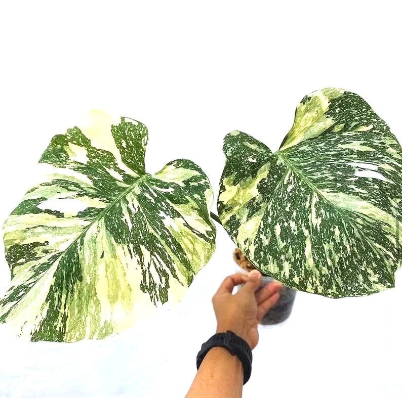 Monstera Thai Constellation XL starter plant **(ALL plants require you to purchase ANY 2 plants!)**
