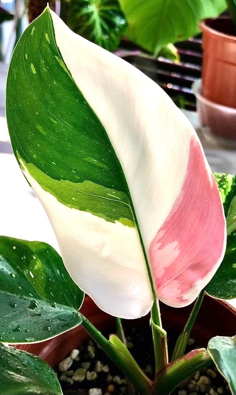 philodendron green and white Philodendron White princess TC starter plant **(ALL plants require you – GoldenGreeneryCo