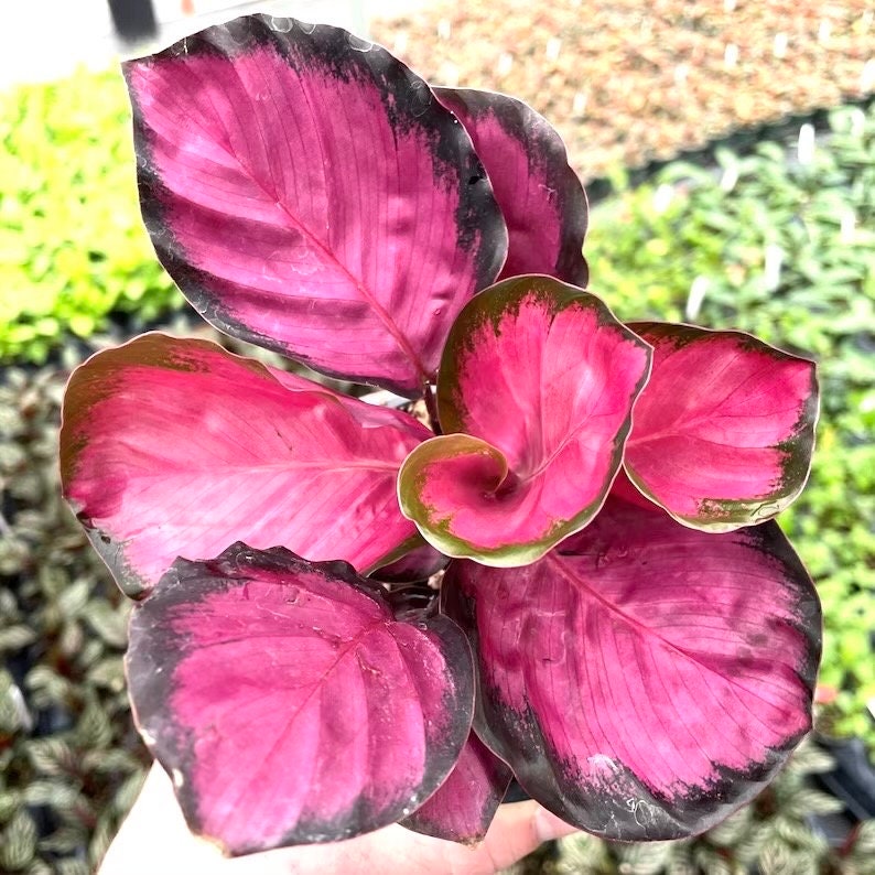 Calathea Rosy 2” plant **(ALL plants require you to purchase ANY 2 plants!)**