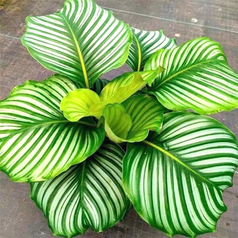 Calathea Orbifolia 2” plant **(ALL plants require you to purchase ANY 2 plants!)**