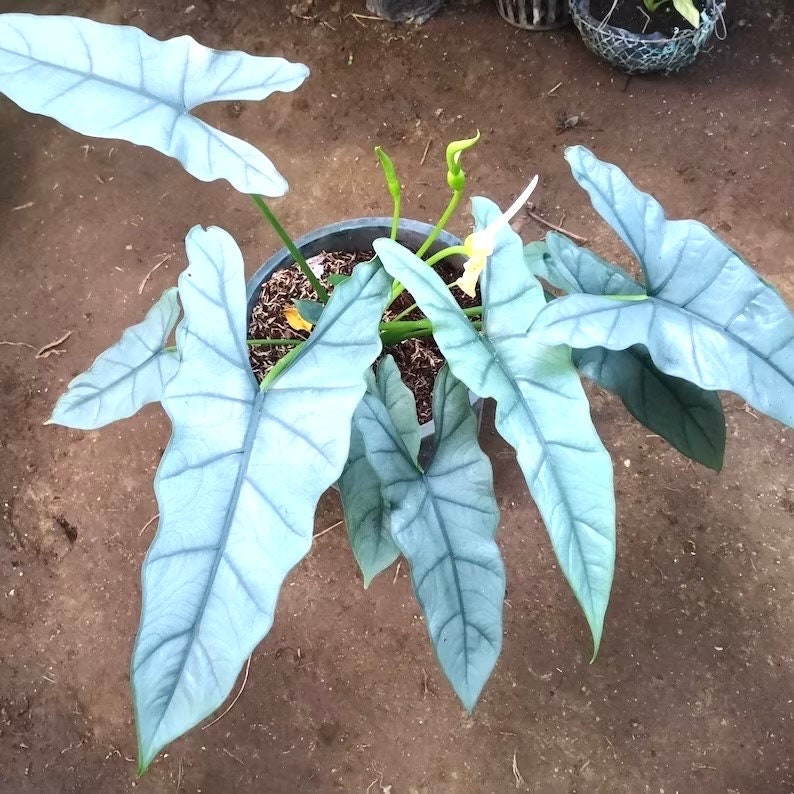 Alocasia Dragons Breath starter plant **(ALL plants require you to purchase ANY 2 plants!)**