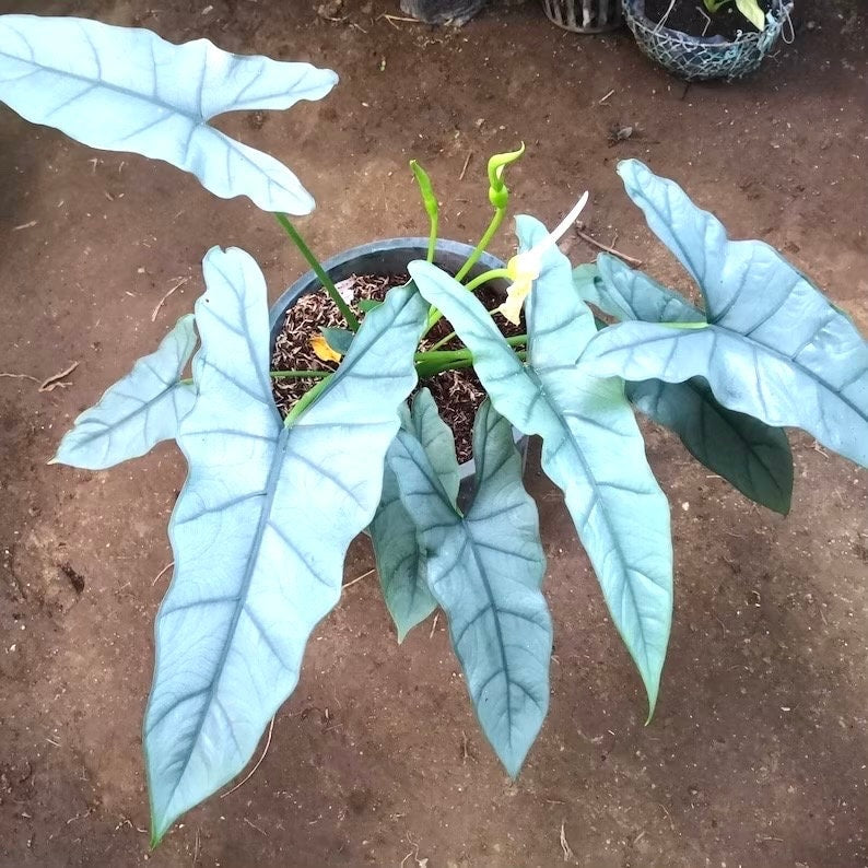Alocasia Dragons Breath XL starter plant **(ALL plants require you to purchase ANY 2 plants!)**