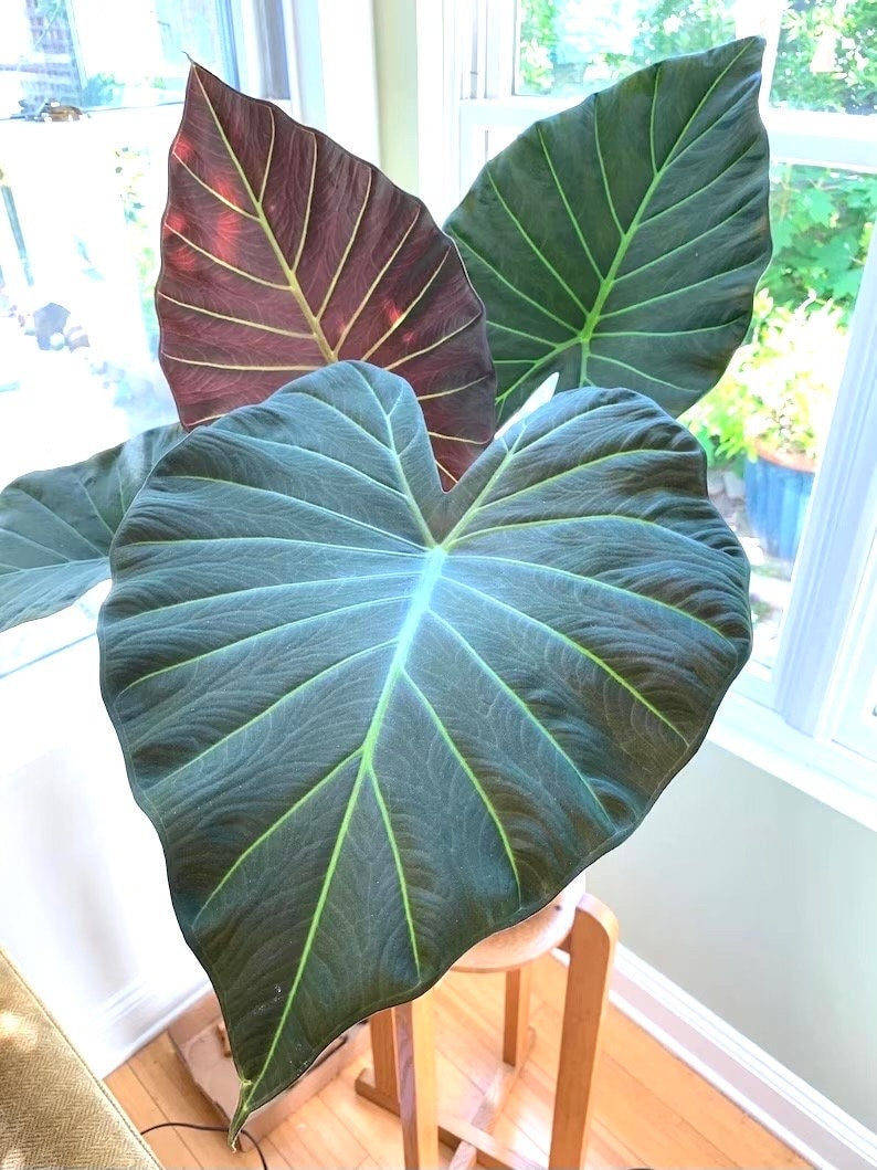 elephant ear plant alocasia regal shield Alocasia Regal shield starter plant **(ALL plants require you to purch – GoldenGreeneryCo